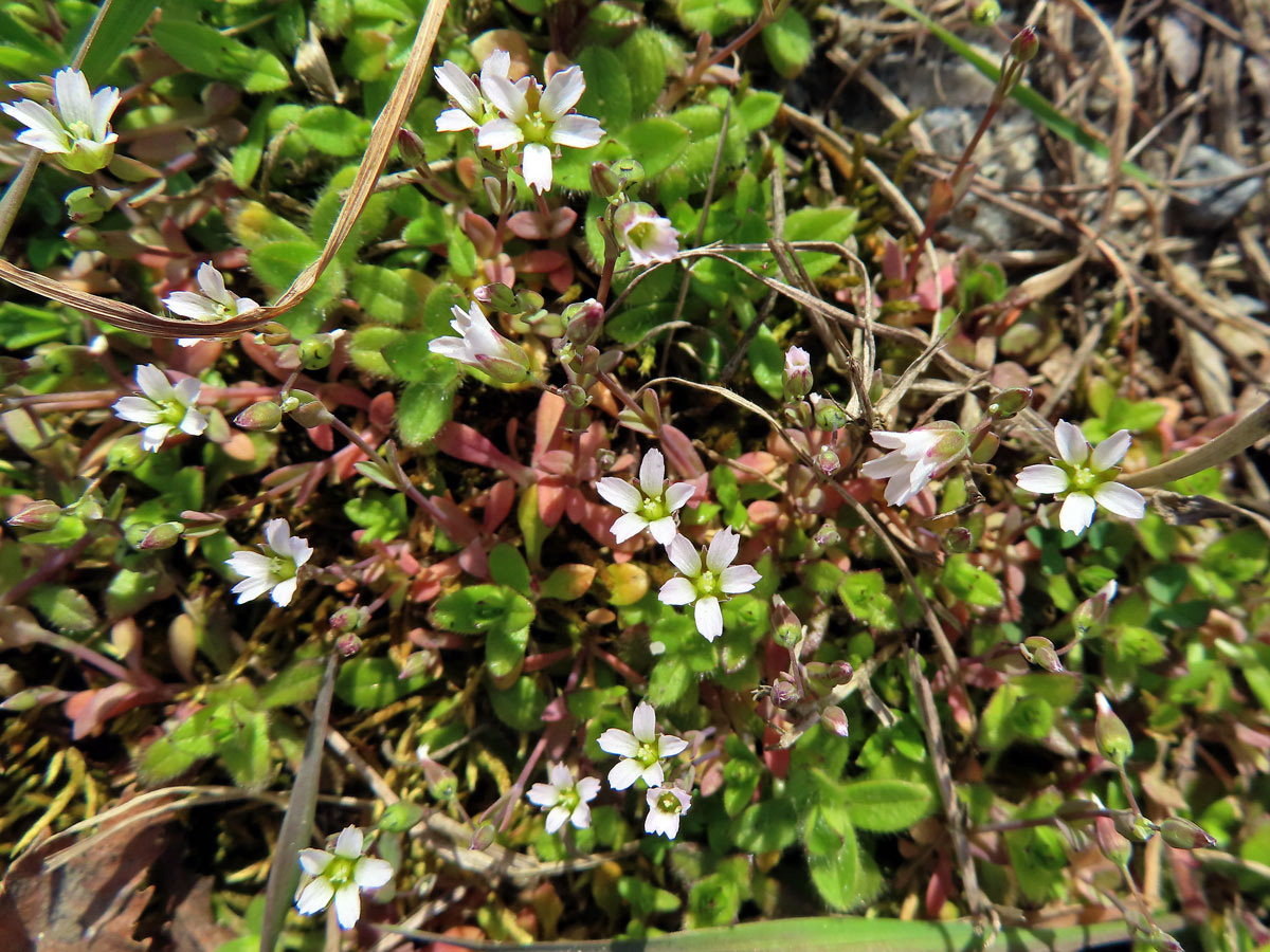 Plevel okoličnatý (Holosteum umbellatum L.)