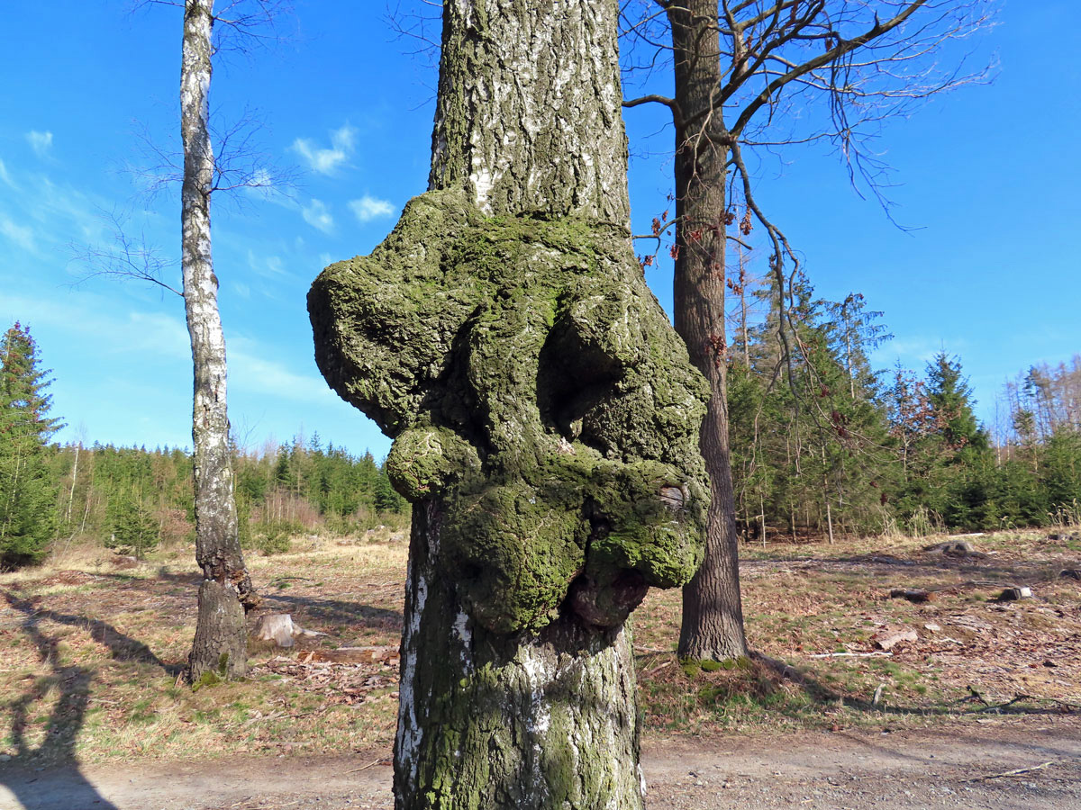 Nádor na bříze bělokoré (Betula pendula Roth) (20c)