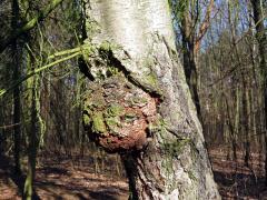 Nádor na bříze bělokoré (Betula pendula Roth) (87)