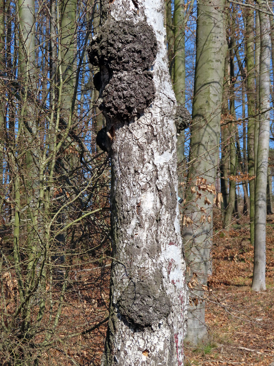 Nádor na bříze bělokoré (Betula pendula Roth) (88a)