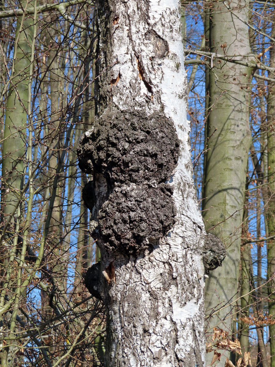 Nádor na bříze bělokoré (Betula pendula Roth) (88b)