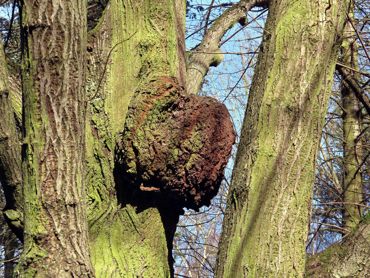 Lípa velkolistá (Tilia platyphyllos Scop.) (2a) s nádorem na kmeni