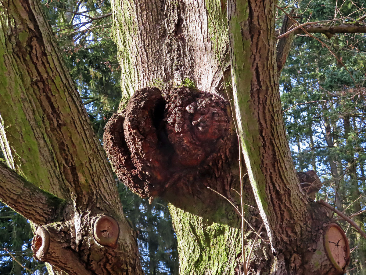 Lípa velkolistá (Tilia platyphyllos Scop.) (2b) s nádorem na kmeni