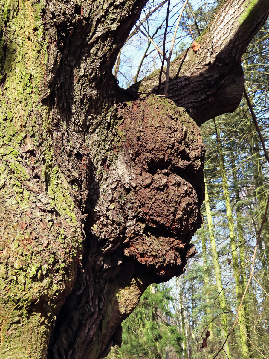 Lípa velkolistá (Tilia platyphyllos Scop.) (2c) s nádorem na kmeni