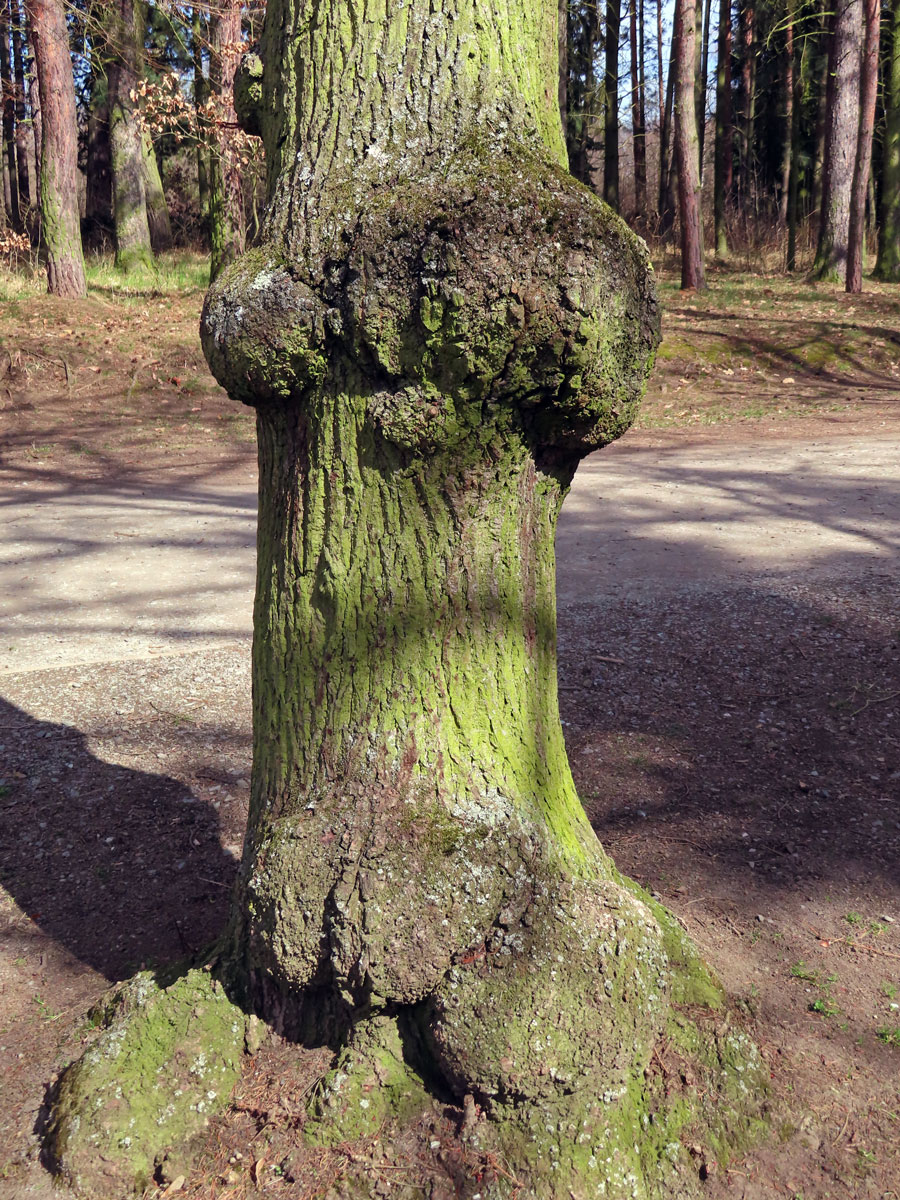 Lípa velkolistá (Tilia platyphyllos Scop.) (58) s nádorem na kmeni