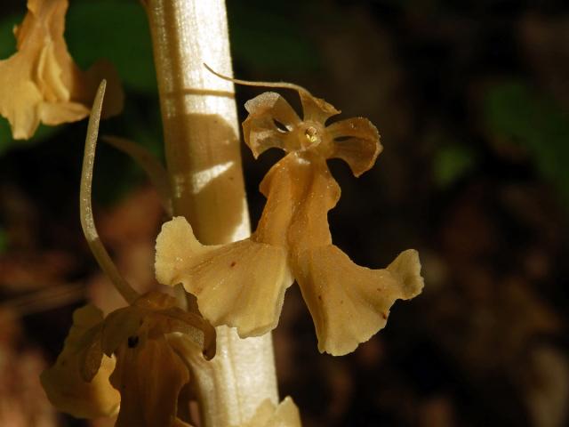 Hlístník hnízdák (Neottia nidus-avis (L.) L. C.)