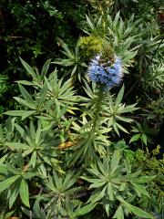 Hadinec (Echium nervosum Dryand. in Ait.)