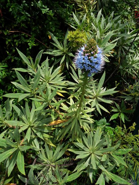 Hadinec (Echium nervosum Dryand. in Ait.)