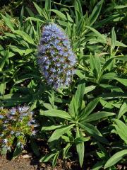 Hadinec (Echium nervosum Dryand. in Ait.)