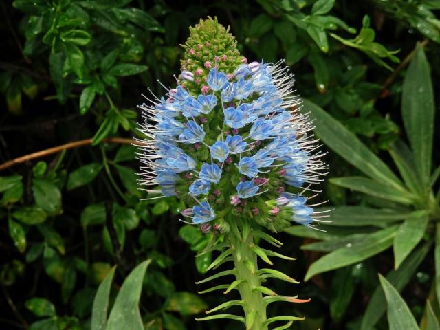 Hadinec (Echium nervosum Dryand. in Ait.)