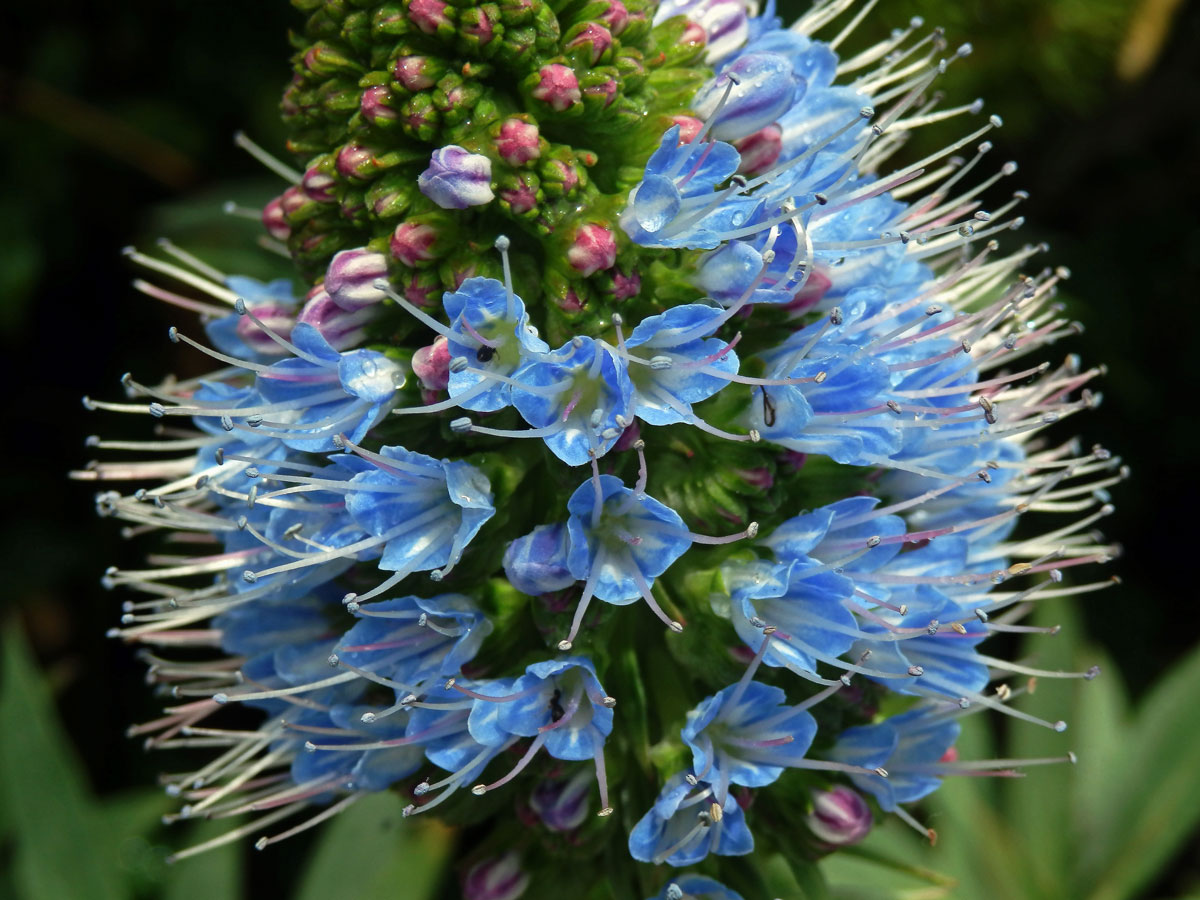 Hadinec (Echium nervosum Dryand. in Ait.)