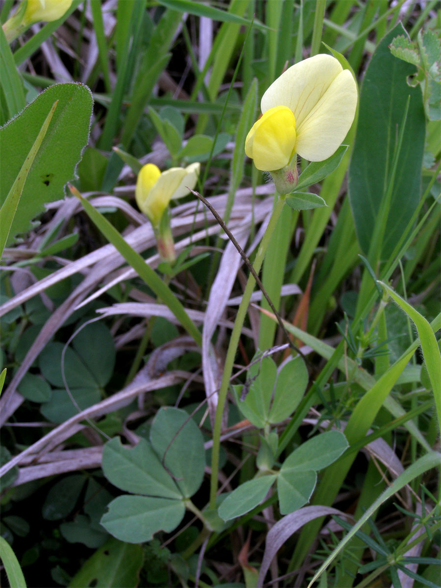 Ledenec přímořský (Tetragonolous maritimus (L.) Roth.)