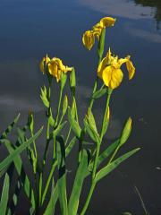 Kosatec žlutý (Iris pseudacorus L.)