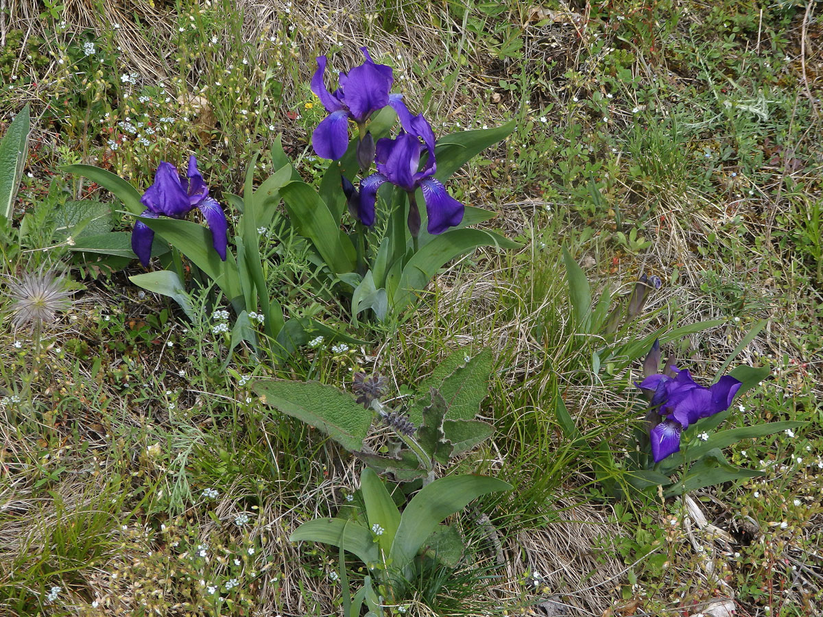 Kosatec bezlistý (Iris aphylla L.)