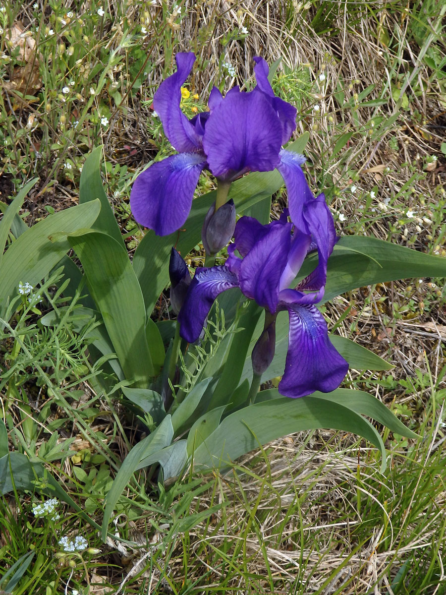 Kosatec bezlistý (Iris aphylla L.)