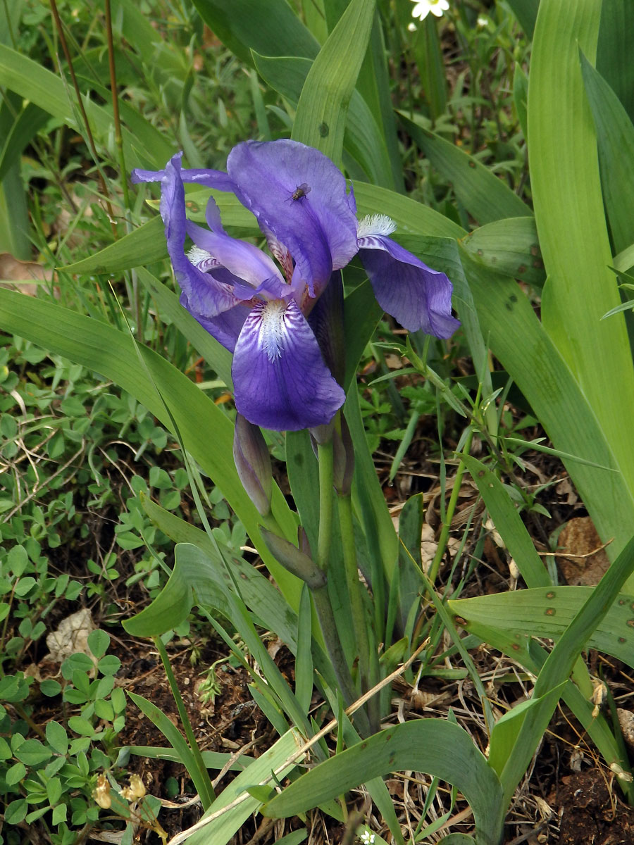 Kosatec bezlistý (Iris aphylla L.)