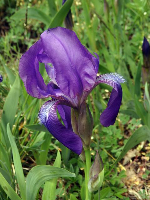 Kosatec bezlistý (Iris aphylla L.)