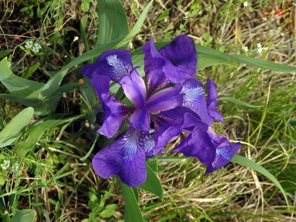 Kosatec bezlistý (Iris aphylla L.)