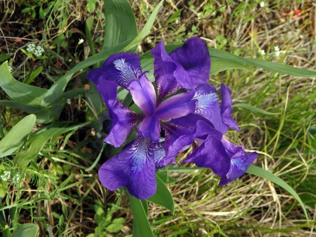 Kosatec bezlistý (Iris aphylla L.)