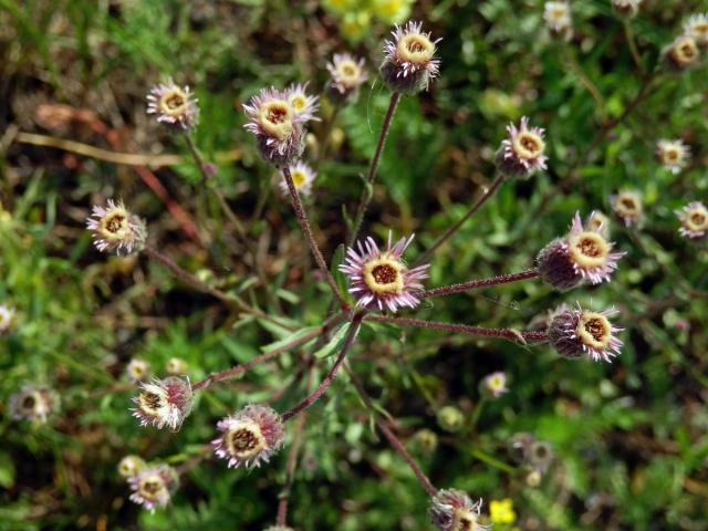 Turan ostrý (Erigeron acris L.)