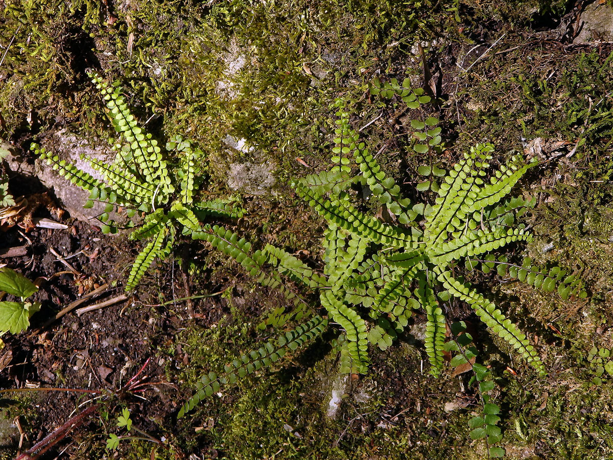 Sleziník červený (Asplenium trichomanes L.)