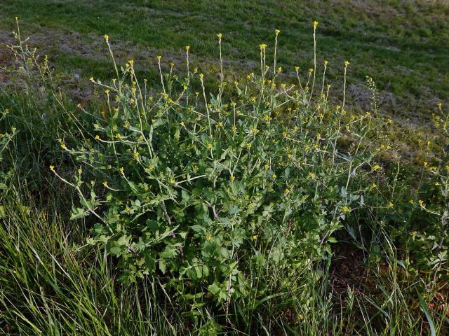 Hulevník lékařský (Sisymbrium officinale (L.) Scop.)