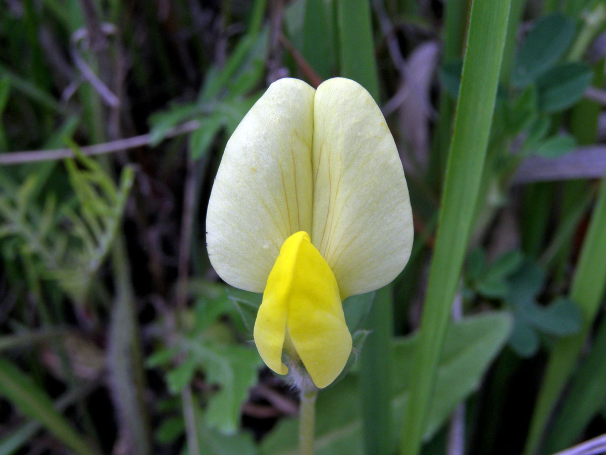 Ledenec přímořský (Tetragonolous maritimus (L.) Roth.)