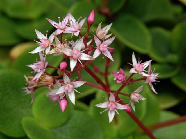 Tlustice (Crassula multicava Lem.)