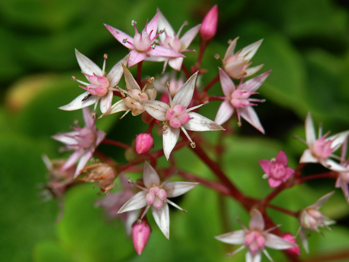 Tlustice (Crassula multicava Lem.)