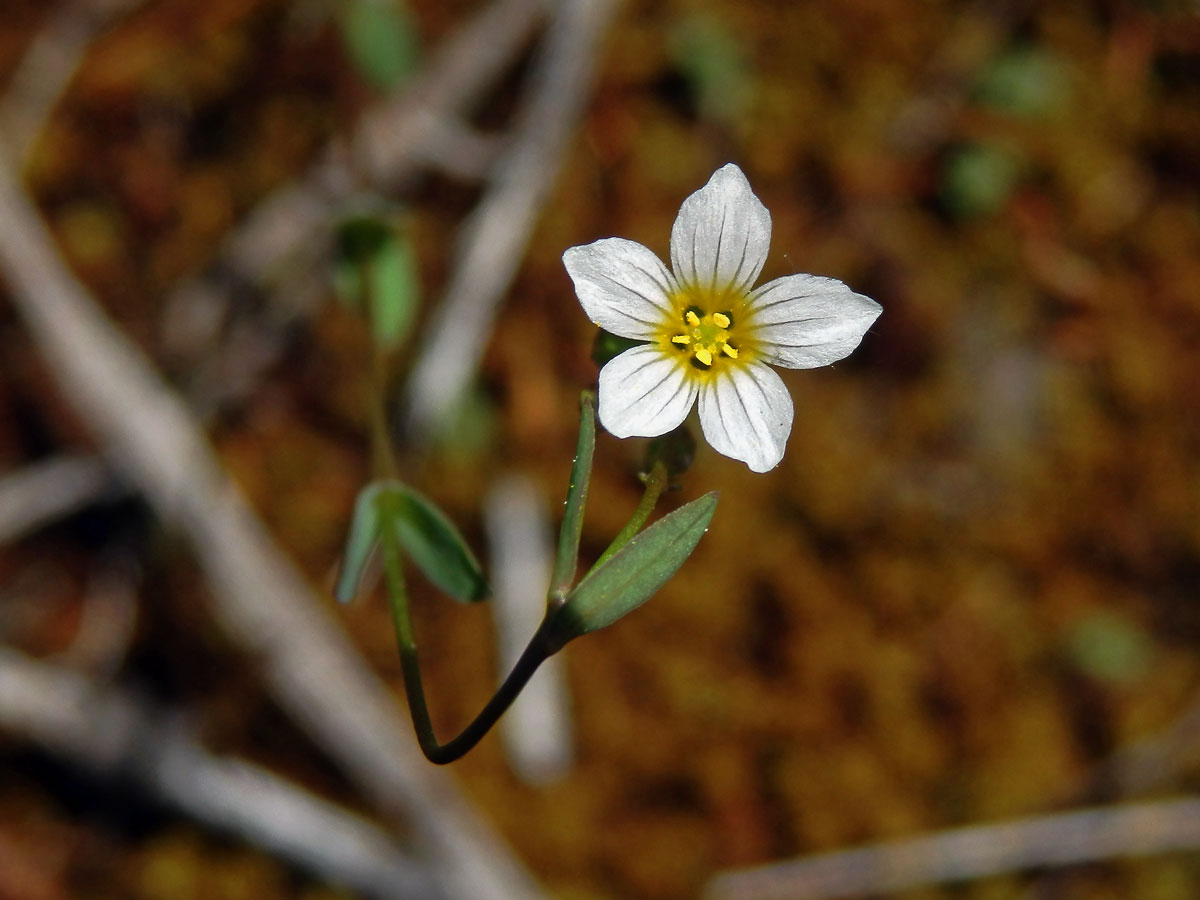 Len počistivý (Linum catharticum L.)