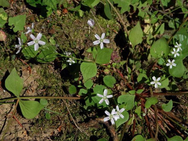 Batolka ptačincolistá (Claytonia sibirica L.)