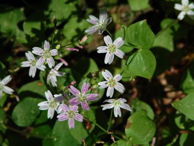 Batolka ptačincolistá (Claytonia sibirica L.)