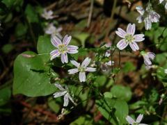 Batolka ptačincolistá (Claytonia sibirica L.)