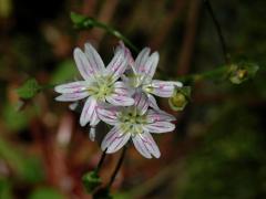 Batolka ptačincolistá (Claytonia sibirica L.)