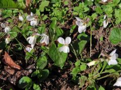 Violka vonná (Viola odorata L.) s bílými květy