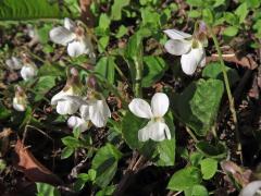 Violka vonná (Viola odorata L.) s bílými květy