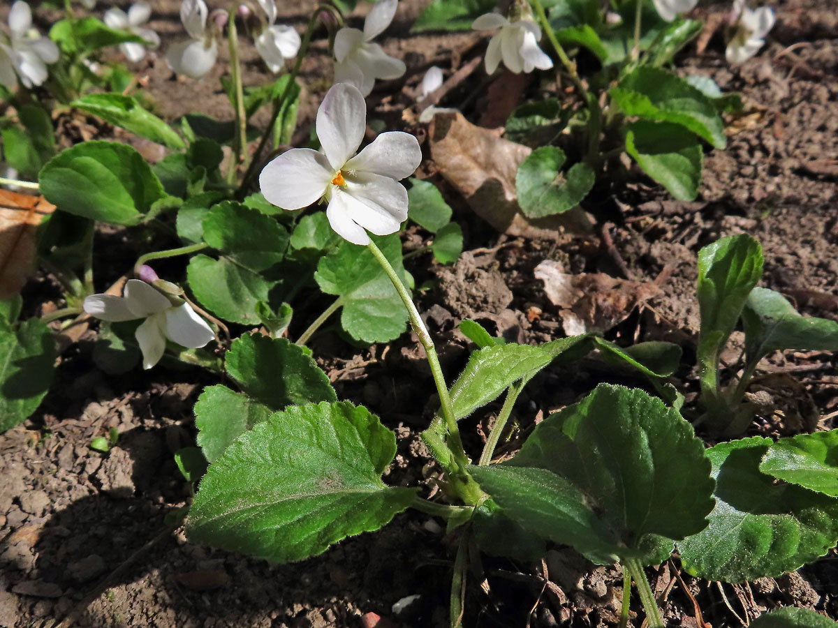 Violka vonná (Viola odorata L.) s bílými květy