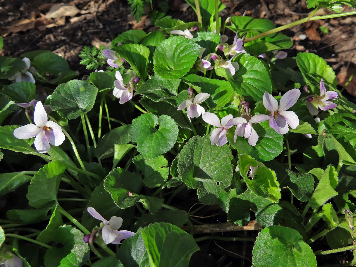 Violka vonná (Viola odorata L.) s bílými květy