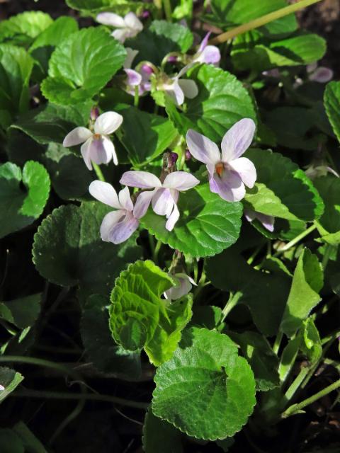 Violka vonná (Viola odorata L.) s bílými květy