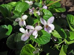 Violka vonná (Viola odorata L.) s bílými květy