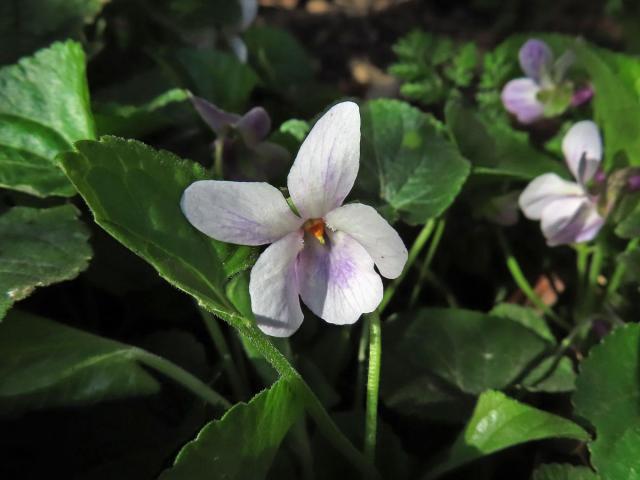 Violka vonná (Viola odorata L.) s bílými květy