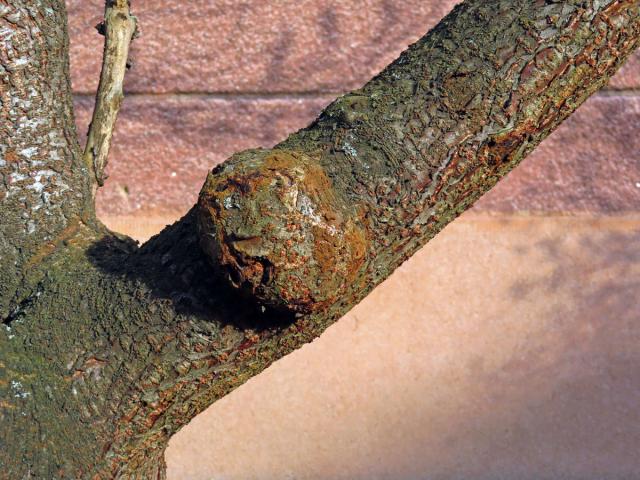 Škumpa orobincová (Rhus hirta  (L.) Sudw.) s nádory na kmeni (2a)