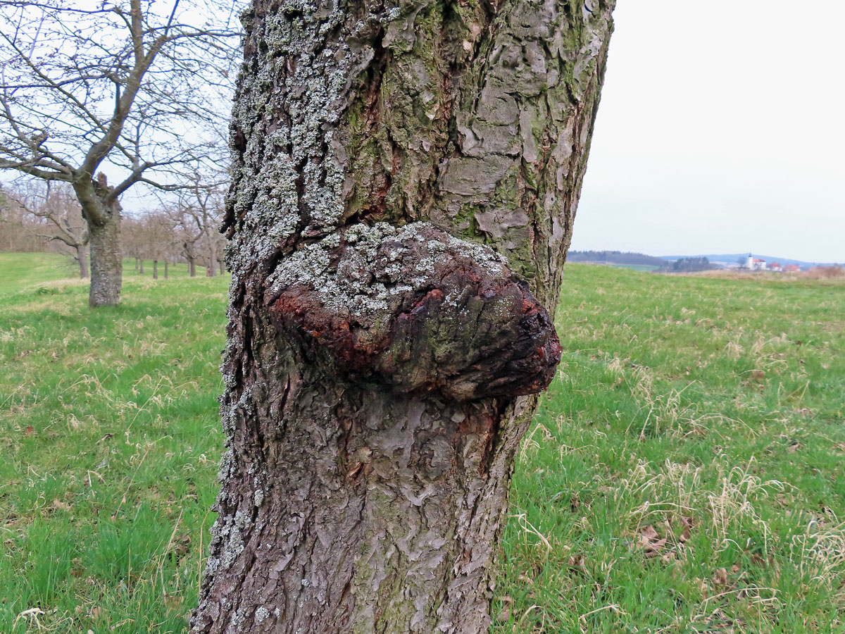 Třešeň ptačí (Prunus avium (L.) L.) (45) s nádorem na kmeni