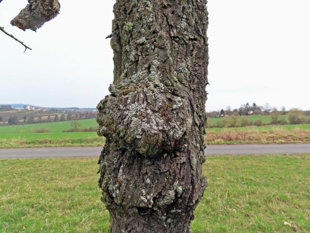 Třešeň ptačí (Prunus avium (L.) L.) (60a) s nádorem na kmeni