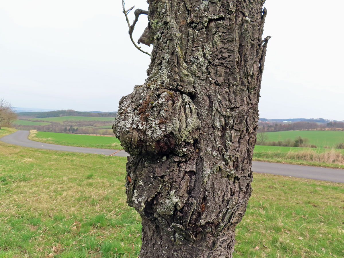 Třešeň ptačí (Prunus avium (L.) L.) (60b) s nádorem na kmeni