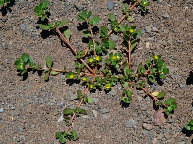 Šrucha zelná (Portulaca oleracea L.)