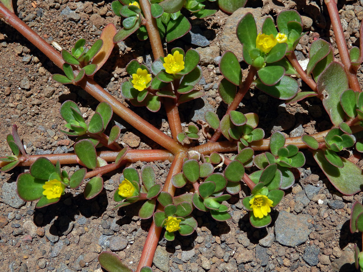 Šrucha zelná (Portulaca oleracea L.)