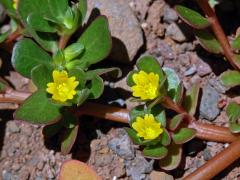 Šrucha zelná (Portulaca oleracea L.)