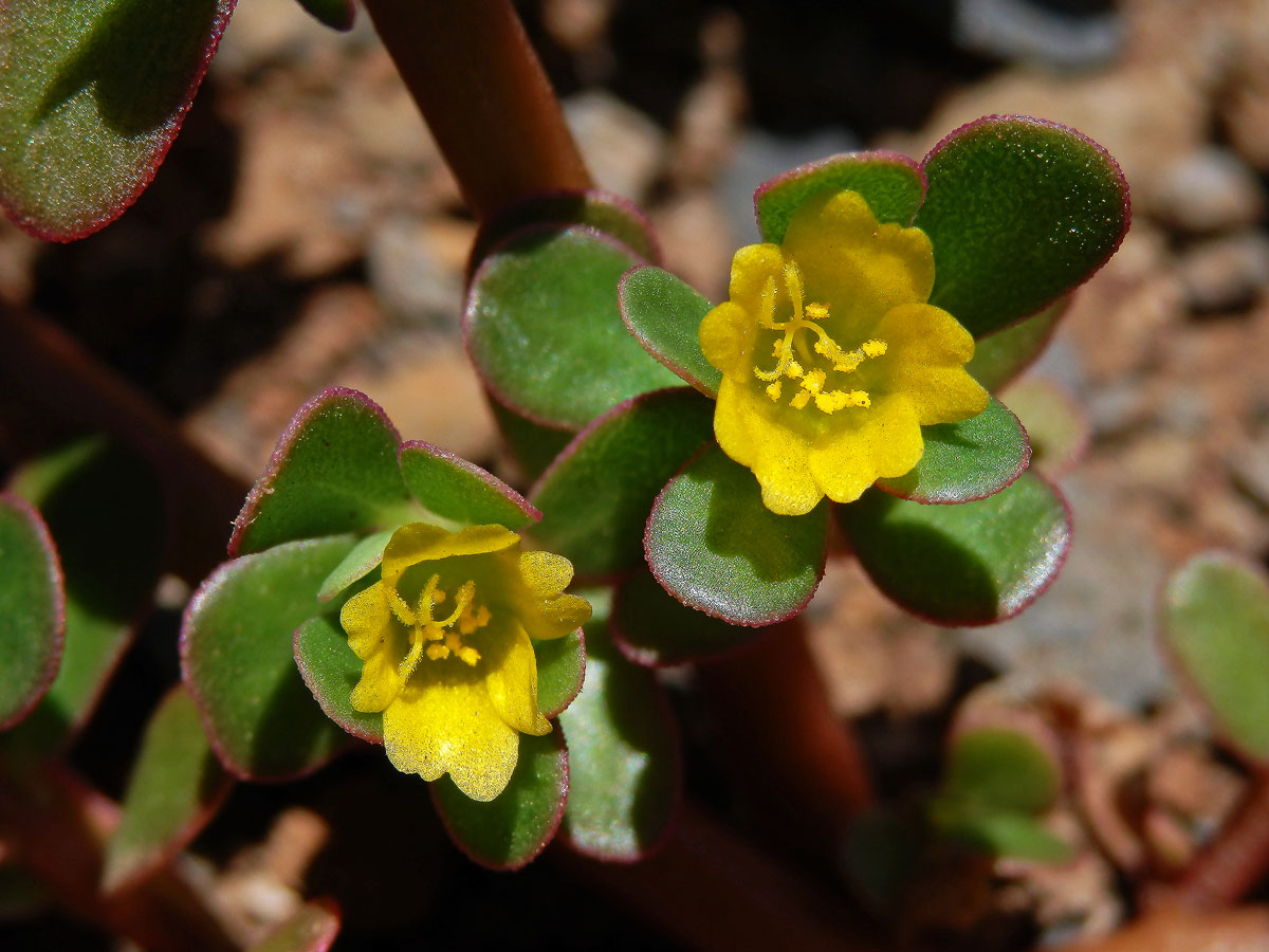 Šrucha zelná (Portulaca oleracea L.)