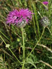 Chrpa čekánek (Centaurea scabiosa L.)